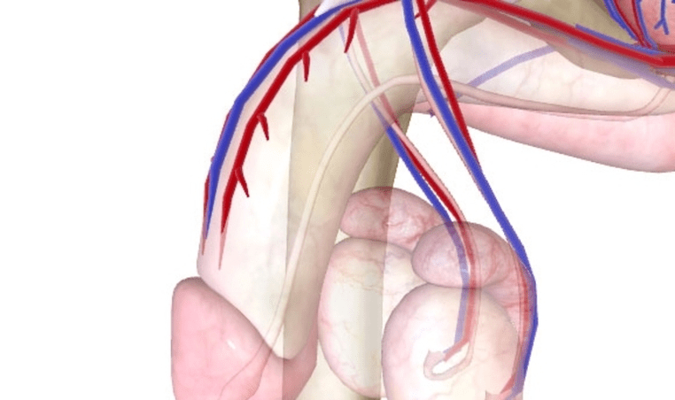 Peenise halb verevarustus